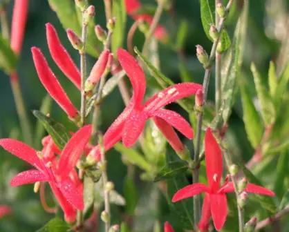 Descubre la hermosa flor nativa de Tamaulipas capaz de resistir sequías y suelos muy pobres