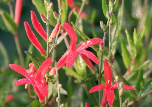 Descubre la hermosa flor nativa de Tamaulipas capaz de resistir sequías y suelos muy pobres