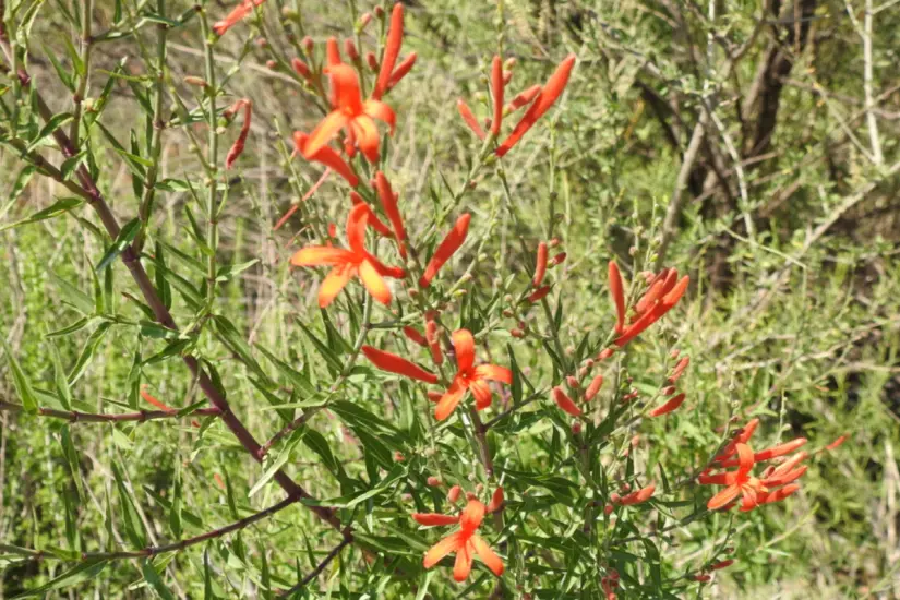 Flama mexicana (Anisacanthus quadrifidus var. wrightii). Foto: iNaturalist