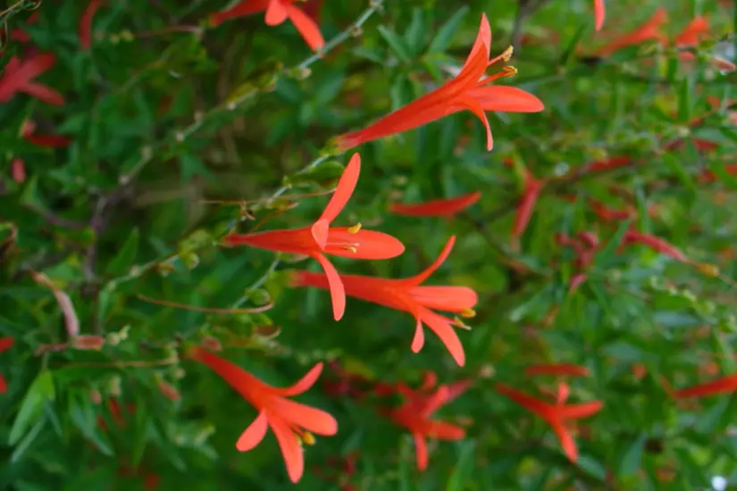 La flama mexicana o jazmín del desierto crece en zonas semidesérticas o serranas. Foto: iNaturalist