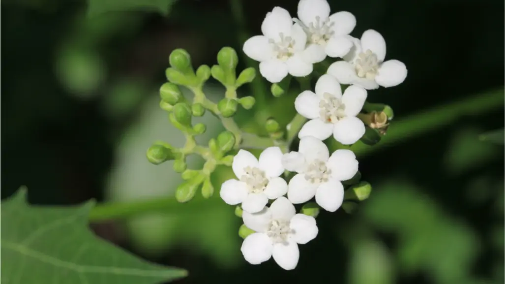 Si ves esta flor nativa de Tamaulipas, ¡ten cuidado! Puede lastimarte
