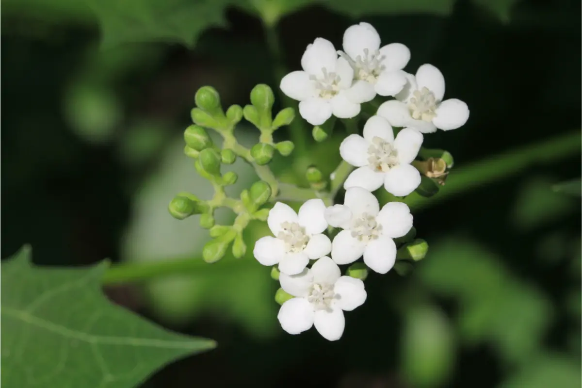 Flor de mala mujer u ortiguilla. Foto: iNaturalist