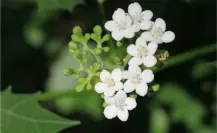 Si ves esta flor nativa de Tamaulipas, ¡ten cuidado! Puede lastimarte