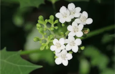Si ves esta flor nativa de Tamaulipas, ¡ten cuidado! Puede lastimarte