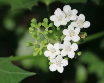 Si ves esta flor nativa de Tamaulipas, ¡ten cuidado! Puede lastimarte
