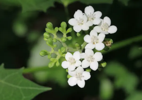 Si ves esta flor nativa de Tamaulipas, ¡ten cuidado! Puede lastimarte