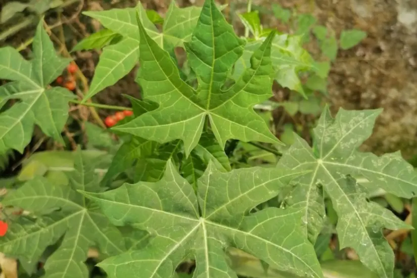 Hojas de la mala mujer u ortiguilla. Foto: iNaturalist