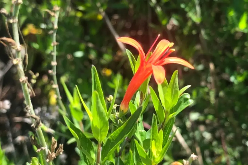 Foto: iNaturalist