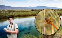 Esta es la especie endémica de Coahuila que puede volar hasta 85 kilómetros por hora