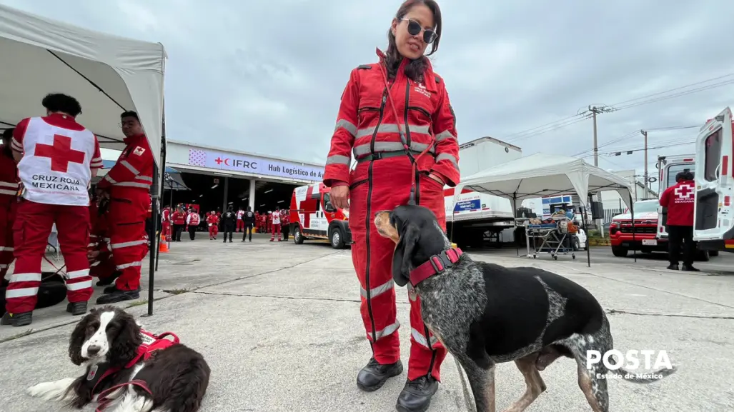 VIDEO | Entre juegos y disciplina: así se forman los perros rescatistas de la Cruz Roja Edomex