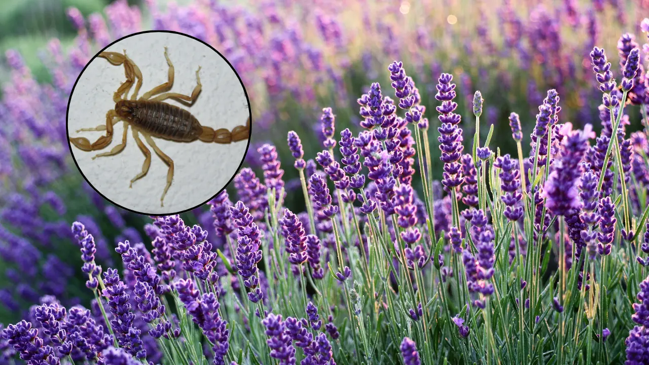 Existen algunos olores de plantas que alejan a los alacranes. Foto: Canva.