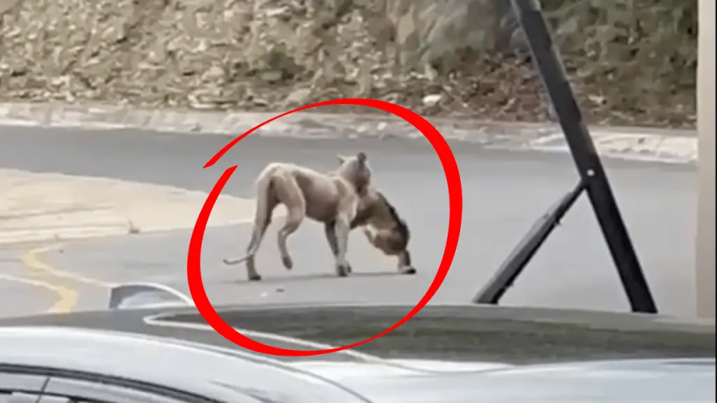 Alerta en Sierra Alta: Puma caza y se come a un gato l VIDEO