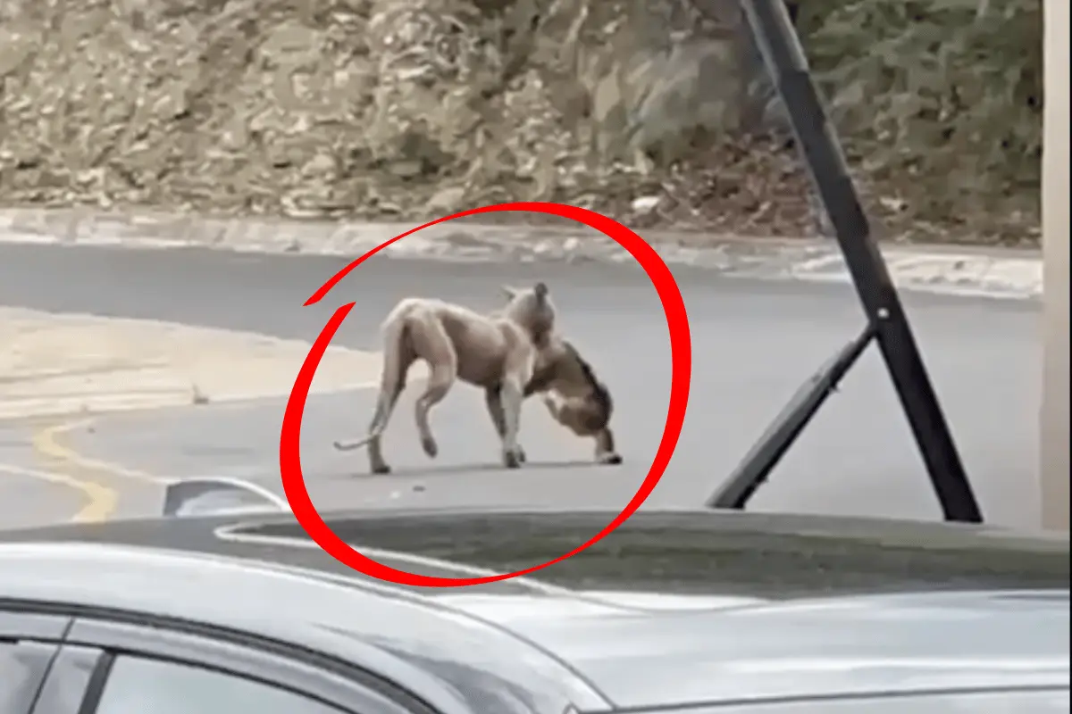 Por medio de un video que empezó a circular por redes sociales, se puede observar a un puma salvaje atacando a un felino doméstico. Foto: Canva.