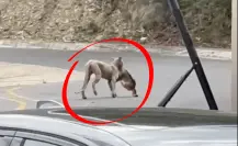 Alerta en Sierra Alta: Puma caza y se come a un gato l VIDEO