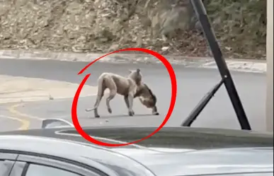 Alerta en Sierra Alta: Puma caza y se come a un gato l VIDEO