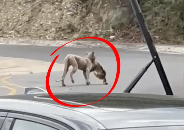 Alerta en Sierra Alta: Puma caza y se come a un gato l VIDEO
