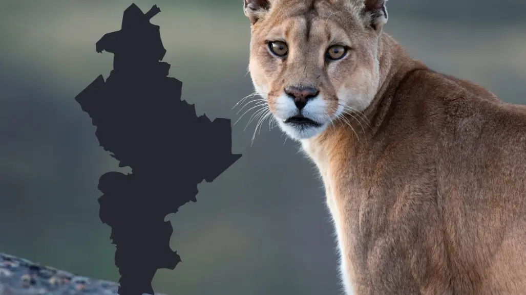 Parques y Vida Silvestre interviene tras avistamiento de puma en Santiago