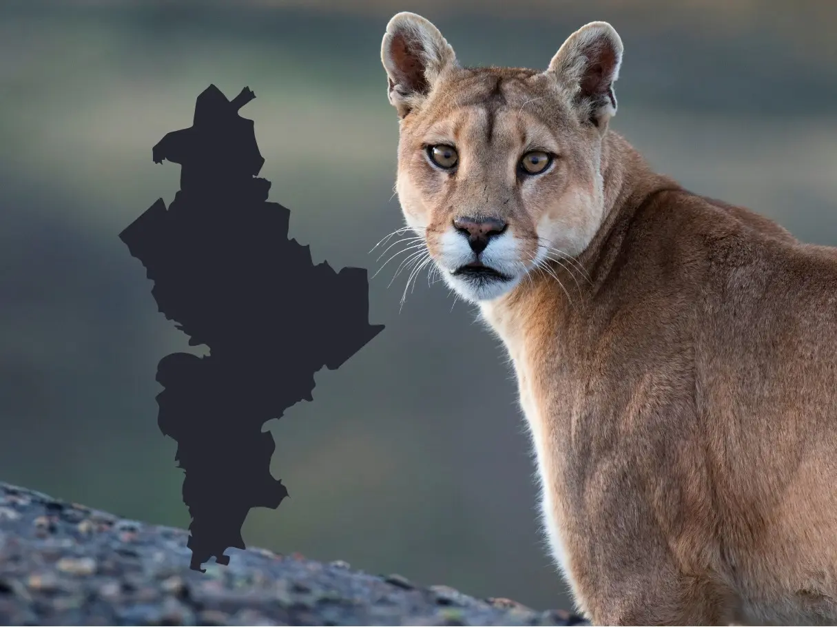 Este hecho no es aislado, ya que Parques y Vida Silvestre de Nuevo León ha documentado antecedentes de este tipo en la misma zona. Foto: Canva.