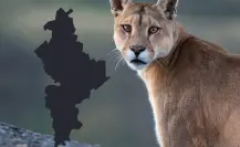 Parques y Vida Silvestre interviene tras avistamiento de puma en Santiago