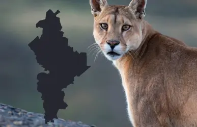 Parques y Vida Silvestre interviene tras avistamiento de puma en Santiago