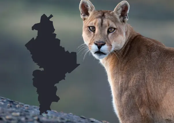 Parques y Vida Silvestre interviene tras avistamiento de puma en Santiago