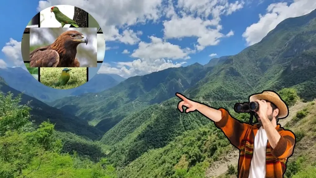 Sierra de Rayones: Conoce las aves que se pueden contemplar en el lugar