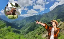 Sierra de Rayones: Conoce las aves que se pueden contemplar en el lugar