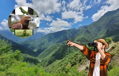 Sierra de Rayones: Conoce las aves que se pueden contemplar en el lugar