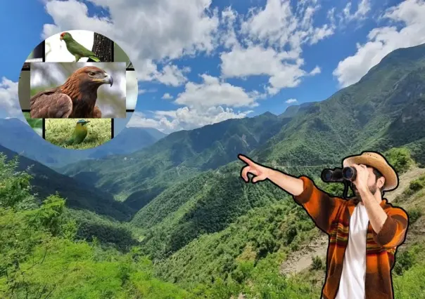 Sierra de Rayones: Conoce las aves que se pueden contemplar en el lugar