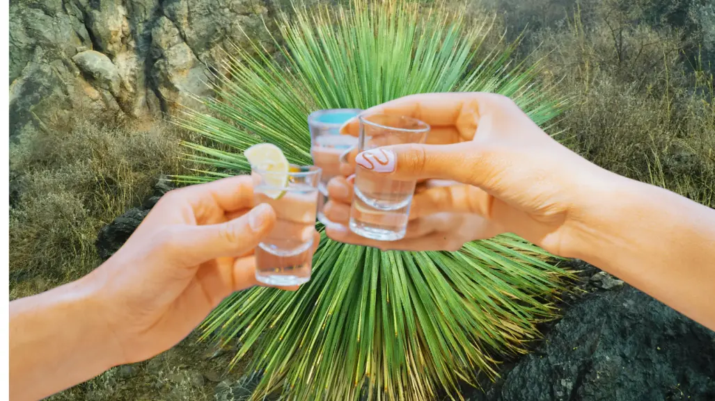¿Cuánto alcohol tiene el sotol de Durango, tradicional bebida del semidesierto?