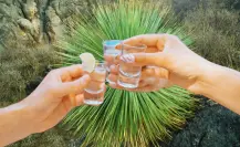 ¿Cuánto alcohol tiene el sotol de Durango, tradicional bebida del semidesierto?