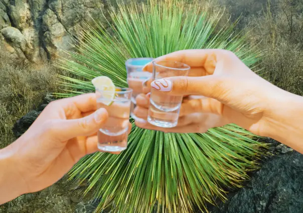 ¿Cuánto alcohol tiene el sotol de Durango, tradicional bebida del semidesierto?