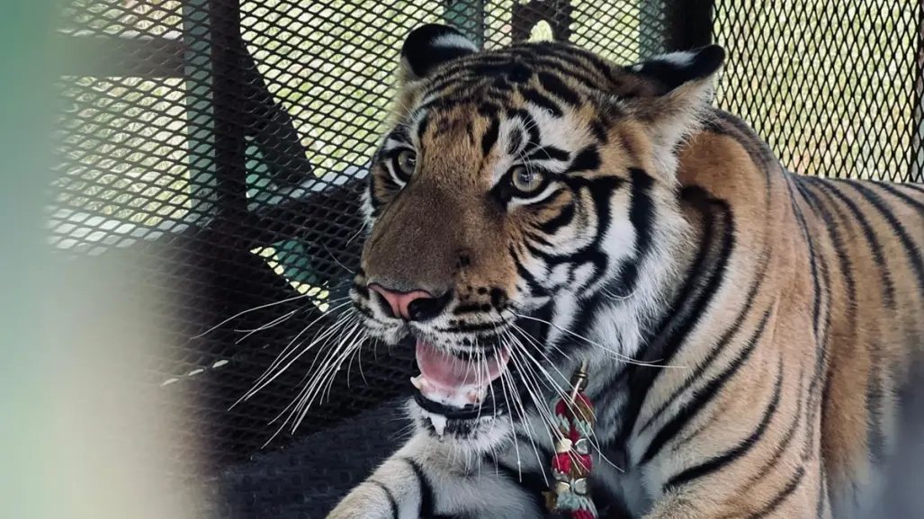 ¿A dónde será trasladado el tigre que fue visto en Salinas Victoria? Aquí te decimos