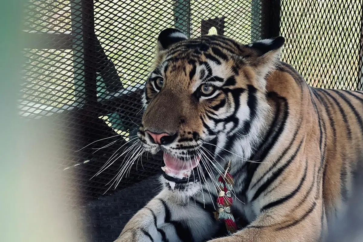 Tras reportes ciudadanos, autoridades estatales lograron asegurar un tigre en Salinas Victoria y trasladarlo a una UMA. Foto: Protección Civil de Nuevo León