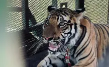 ¿A dónde será trasladado el tigre que fue visto en Salinas Victoria? Aquí te decimos