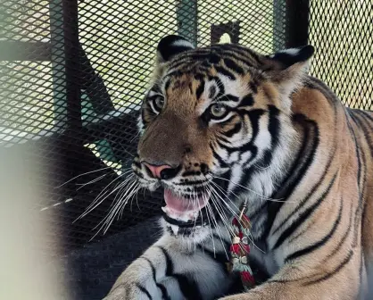 ¿A dónde será trasladado el tigre que fue visto en Salinas Victoria? Aquí te decimos