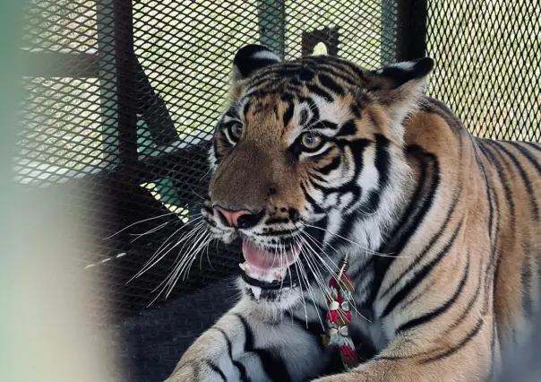 ¿A dónde será trasladado el tigre que fue visto en Salinas Victoria? Aquí te decimos