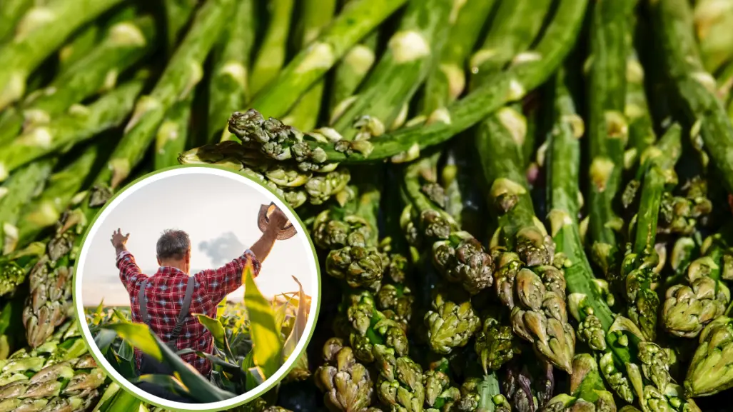 Día del Agricultor: ¿adivinas cuáles son los principales cultivos en BCS?