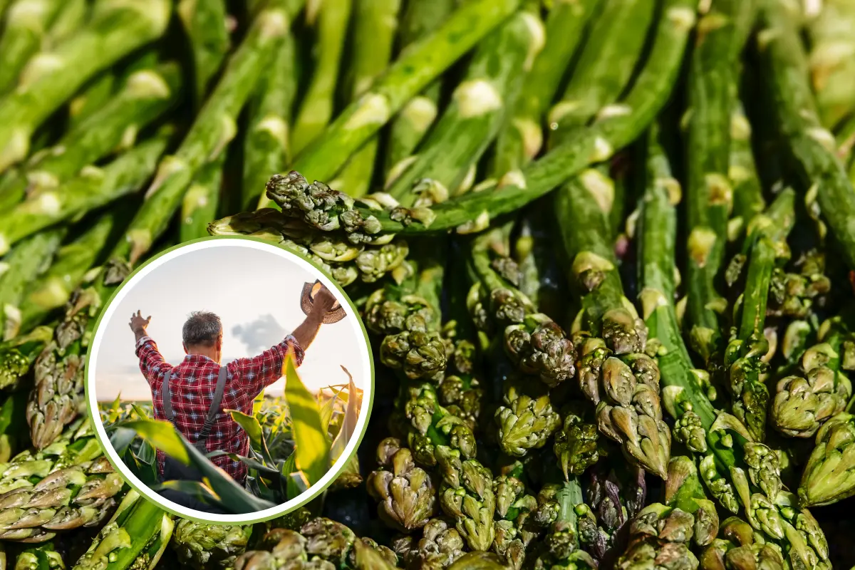 El espárrago es sólo uno de los cultivos principales que se producen en Baja California Sur. Fotos Ilustrativas: Canva.
