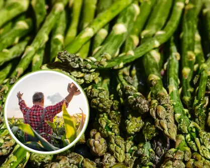 Día del Agricultor: ¿adivinas cuáles son los principales cultivos en BCS?