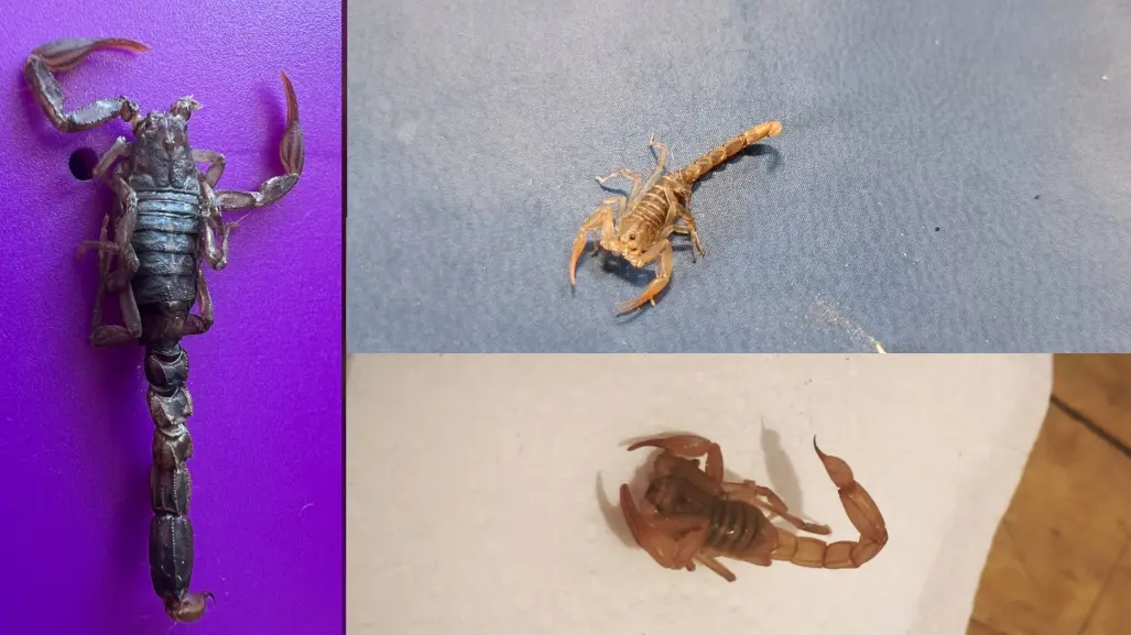 ¿Existen los alacranes gigantes? Esta es la verdad del animal nativo de Durango