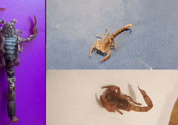 ¿Existen los alacranes gigantes? Esta es la verdad del animal nativo de Durango