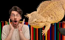 El animal nativo de Tamaulipas que cambia de color, según su estado de animo