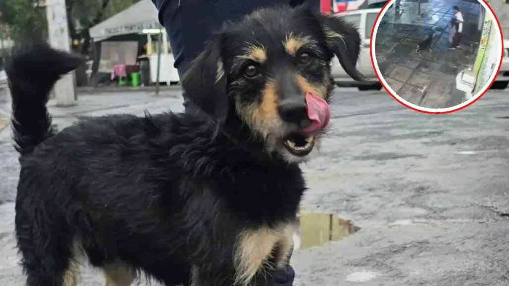 Tras el robo de su cobija, el perrito de Iztapalapa fue adoptado y ahora se llama Blacky