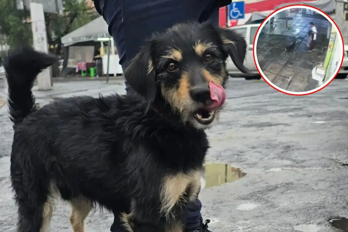 Blacky, momento en que Blacky sufre el robo de su cobija en calles de Iztapalapa. Foto: Facebook (@Angie RS) | captura (@POSTACDMX) | Canva