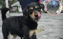 Tras el robo de su cobija, el perrito de Iztapalapa fue adoptado y ahora se llama Blacky