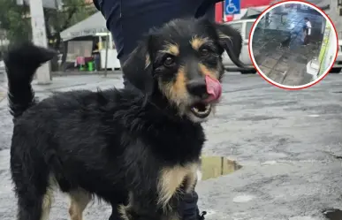 Tras el robo de su cobija, el perrito de Iztapalapa fue adoptado y ahora se llama Blacky