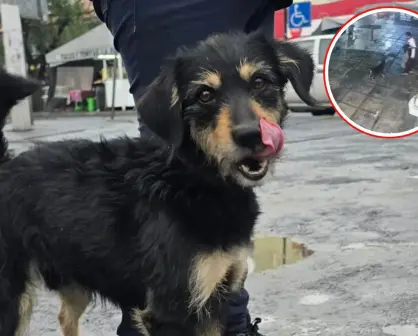 Tras el robo de su cobija, el perrito de Iztapalapa fue adoptado y ahora se llama Blacky