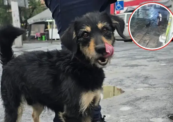 Tras el robo de su cobija, el perrito de Iztapalapa fue adoptado y ahora se llama Blacky