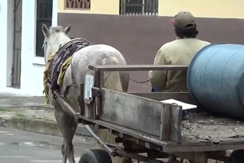 El uso de animales para arrastrar vehículos está prohibido en Tamaulipas. Foto: Axel Hassel